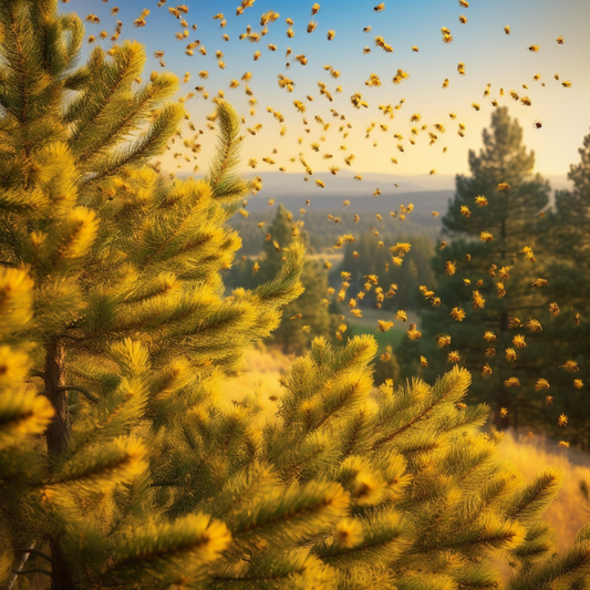 Pine Pollen Supplementen: Een Gids voor Kwaliteit en Voorzichtigheid